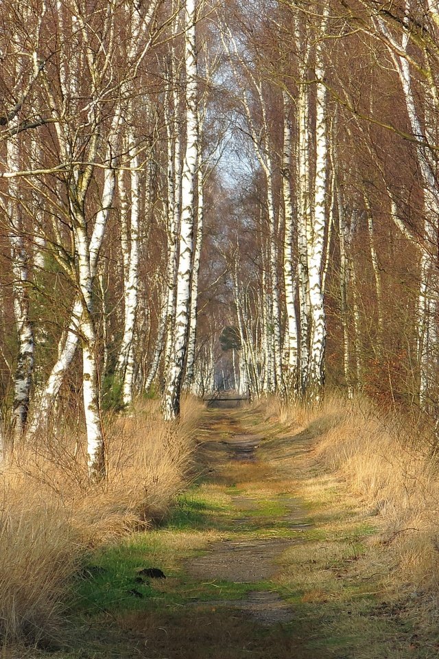 Обои дорога, природа, березы, road, nature, birch разрешение 3840x2160 Загрузить