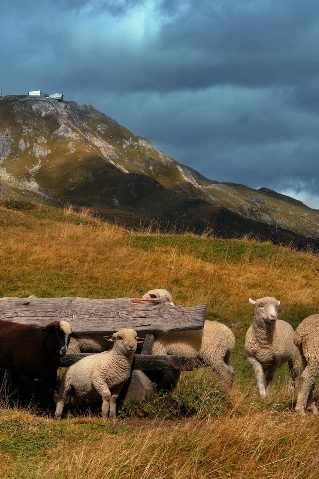 Обои холмы, пастбище, овцы, ягнята, hills, pasture, sheep, lambs разрешение 1920x1177 Загрузить