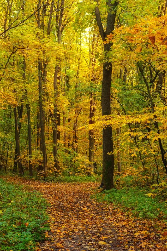 Обои лес, листва, панорама, осень, forest, foliage, panorama, autumn разрешение 6144x2403 Загрузить