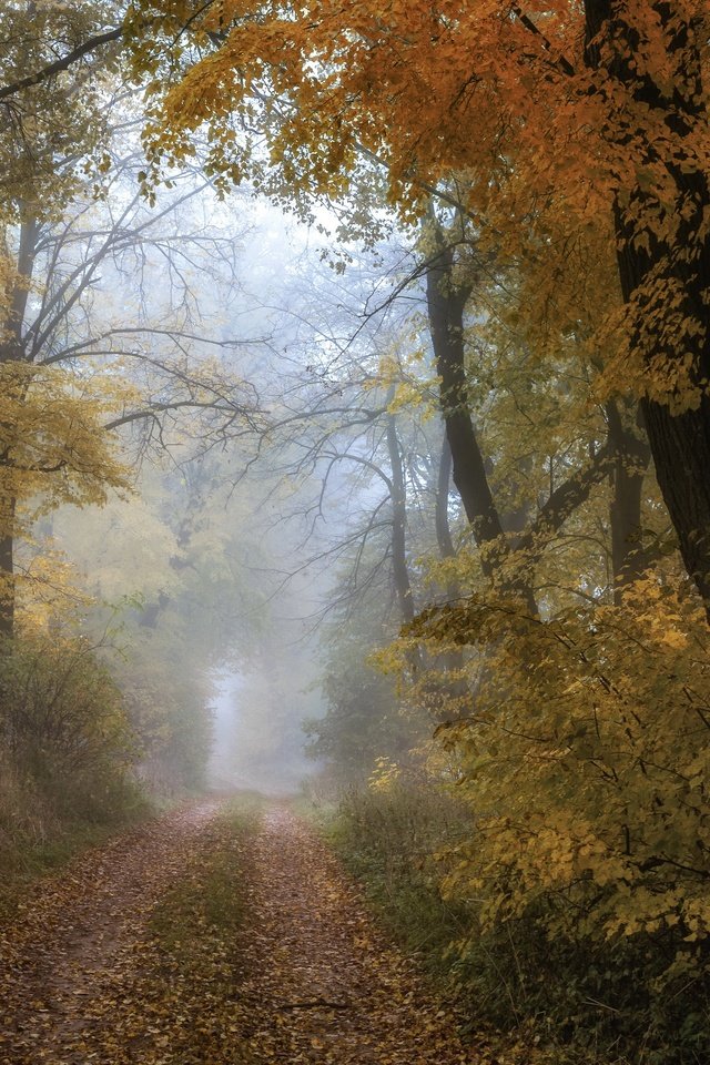 Обои лес, осень, forest, autumn разрешение 3840x2160 Загрузить