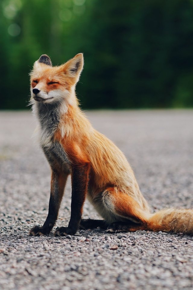 Обои лиса, сидит, асфальт, fox, sitting, asphalt разрешение 2400x1600 Загрузить