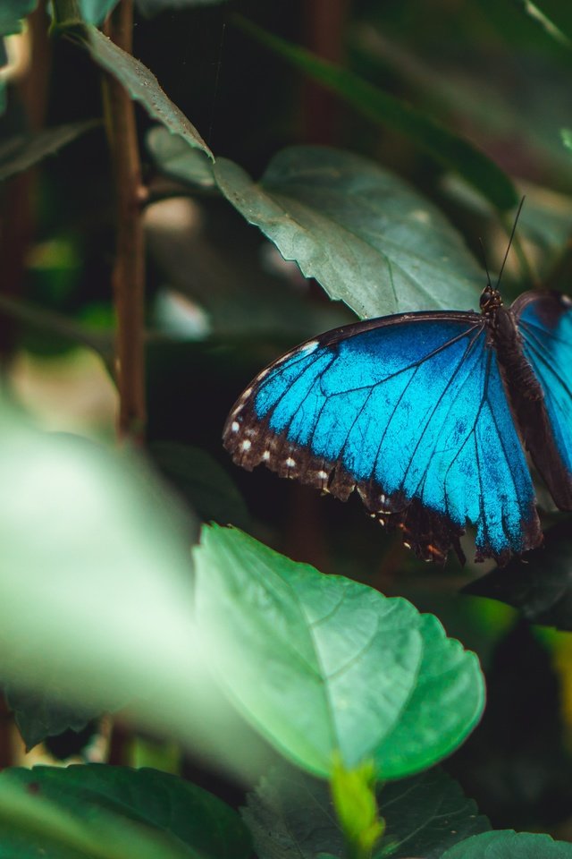 Обои листья, насекомое, бабочка, крылья, темный фон, голубая, морфо, leaves, insect, butterfly, wings, the dark background, blue, morpho разрешение 6000x3376 Загрузить