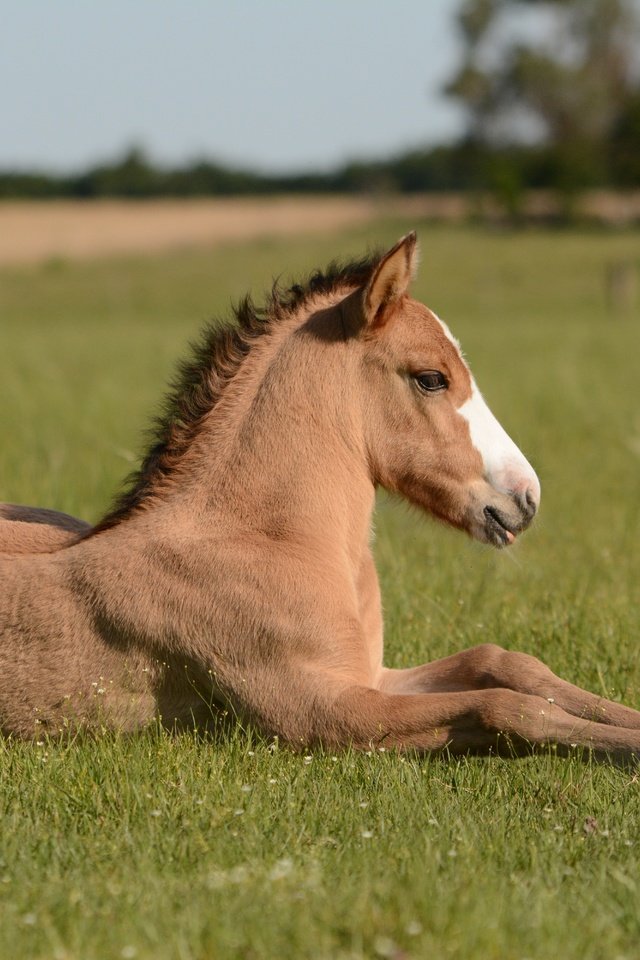 Обои лошадь, поле, конь, жеребенок, horse, field, foal разрешение 6000x4000 Загрузить