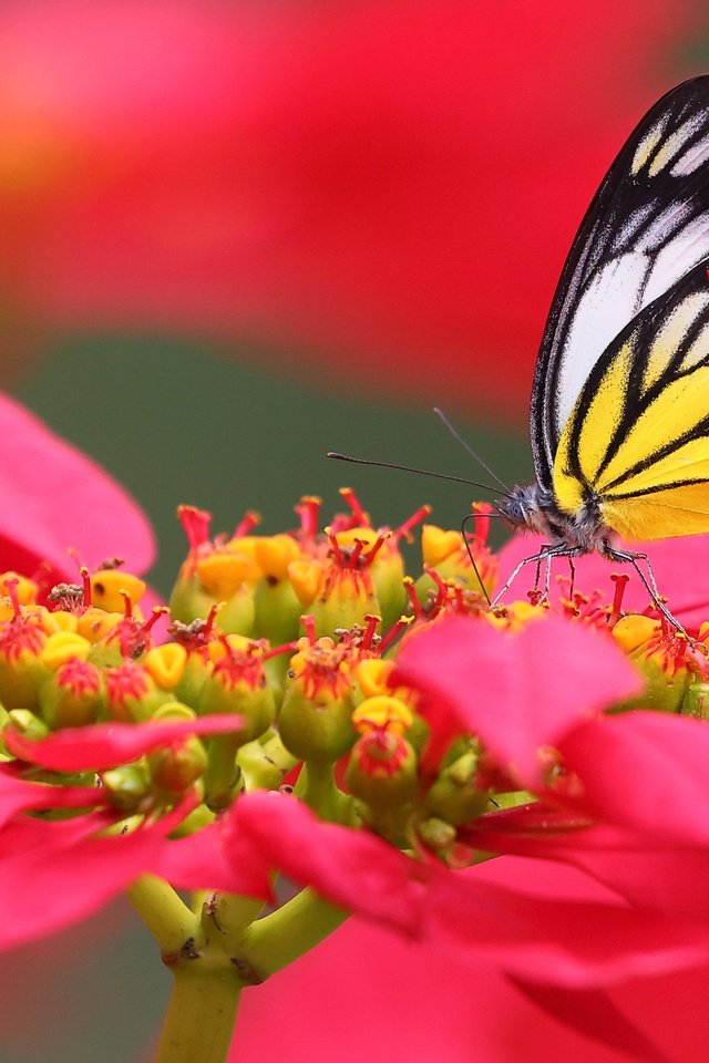 Обои макро, цветок, бабочка, macro, flower, butterfly разрешение 4096x2731 Загрузить