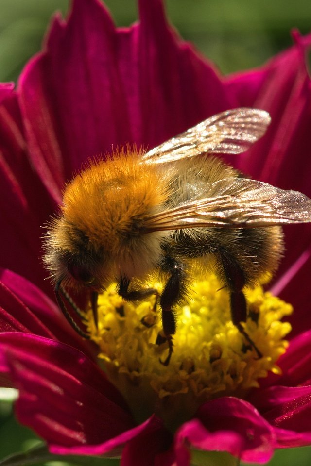 Обои макро, цветок, лето, пчела, macro, flower, summer, bee разрешение 6000x3368 Загрузить