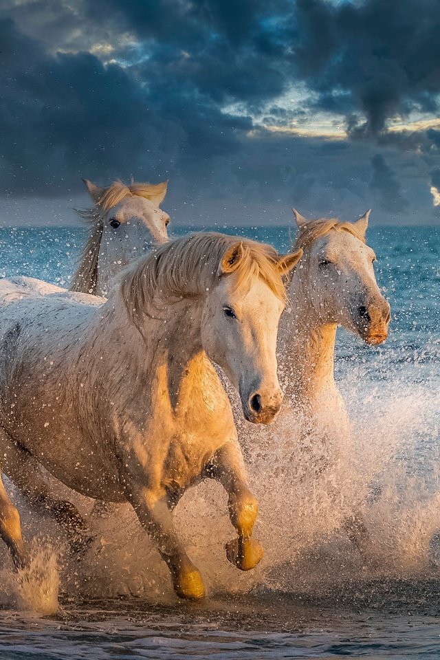 Обои море, брызги, лошади, кони, sea, squirt, horse, horses разрешение 4020x2261 Загрузить