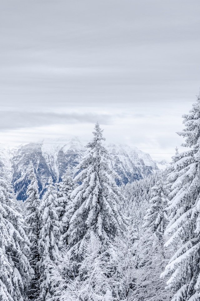 Обои небо, иней, облака, ели, деревья, скалы, снег, лес, зима, туман, the sky, frost, clouds, ate, trees, rocks, snow, forest, winter, fog разрешение 6000x4000 Загрузить