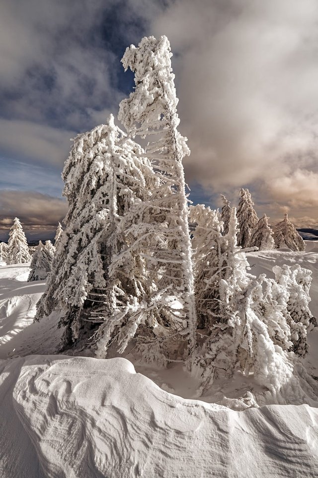 Обои небо, сугробы, облака, снег, природа, лес, зима, ели, елочки, the sky, the snow, clouds, snow, nature, forest, winter, ate, christmas trees разрешение 2000x1334 Загрузить