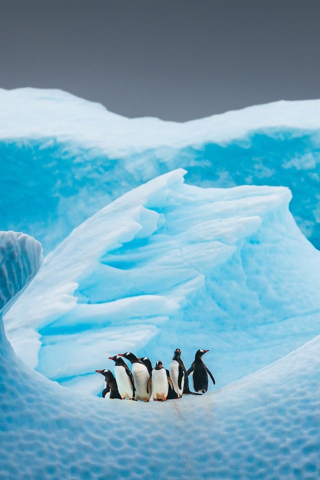 Обои небо, пингвины, снег, льдина, природа, айсберг, птицы, пингвин, стая, антарктида, the sky, penguins, snow, floe, nature, iceberg, birds, penguin, pack, antarctica разрешение 2000x1294 Загрузить
