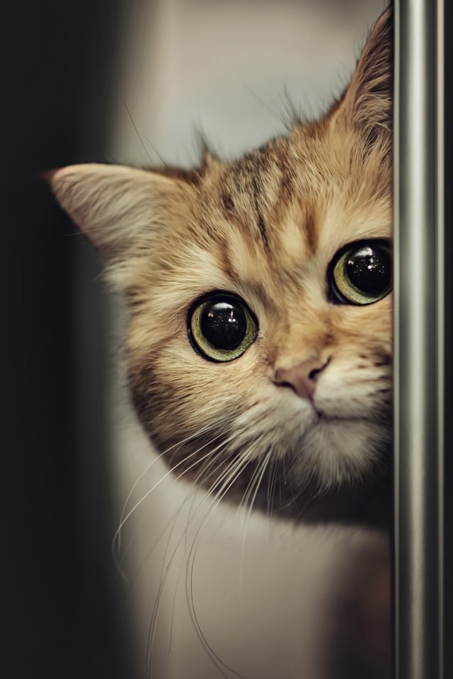 Обои отражение, кот, мордочка, усы, кошка, взгляд, reflection, cat, muzzle, mustache, look разрешение 3840x2160 Загрузить
