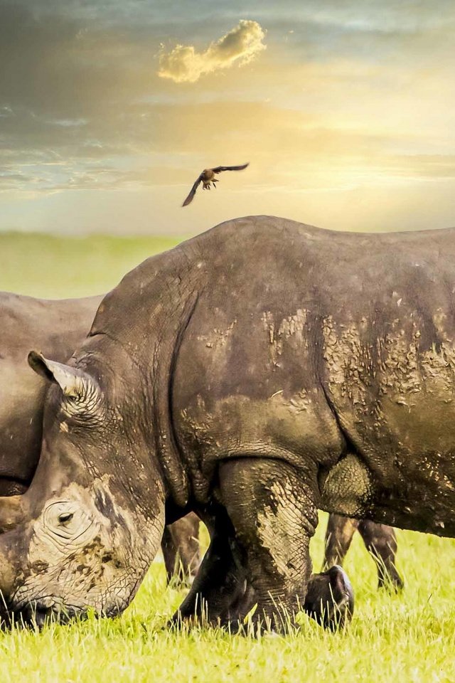 Обои природа, африка, носороги, nature, africa, rhinos разрешение 2560x1440 Загрузить