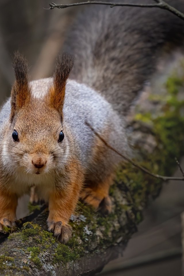 Обои природа, дерево, ветки, животное, белка, зверек, грызун, nature, tree, branches, animal, protein, rodent разрешение 2048x1425 Загрузить