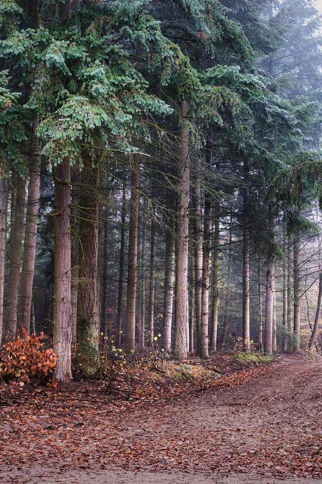 Обои природа, лес, nature, forest разрешение 2048x1365 Загрузить