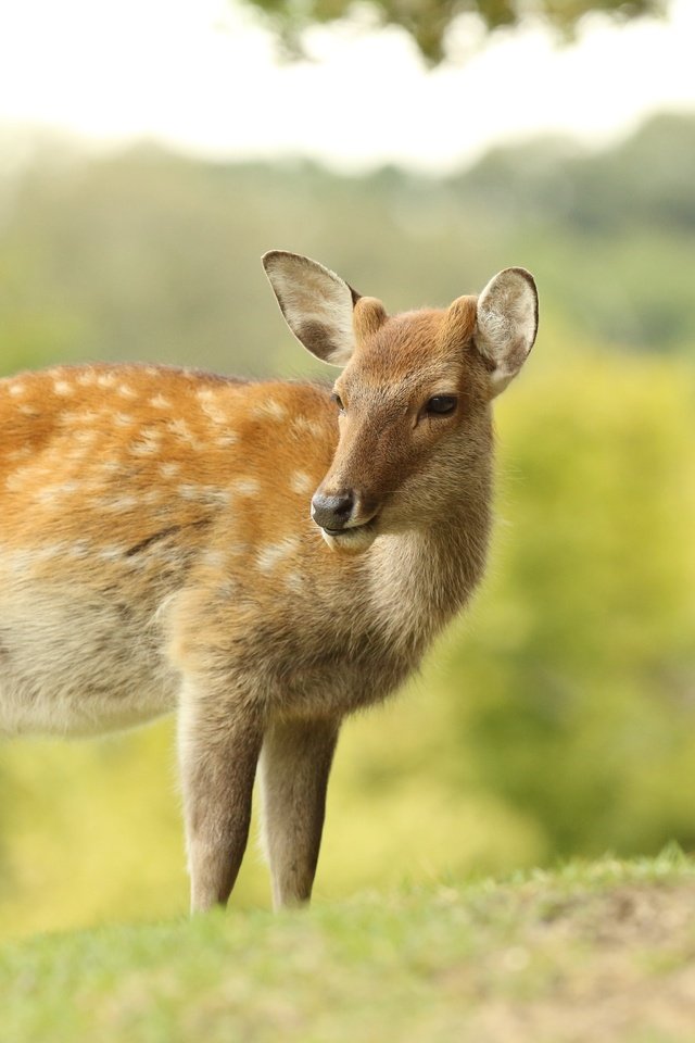 Обои природа, олень, боке, самка, nature, deer, bokeh, female разрешение 5184x3456 Загрузить