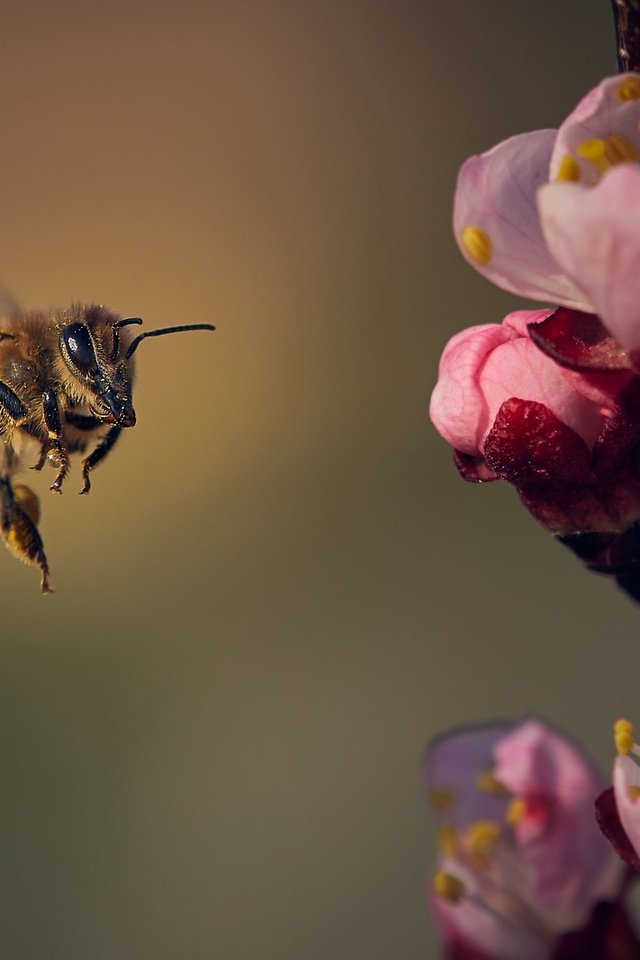 Обои цветы, природа, цветение, насекомое, лепестки, крылья, весна, пчела, flowers, nature, flowering, insect, petals, wings, spring, bee разрешение 2048x1365 Загрузить