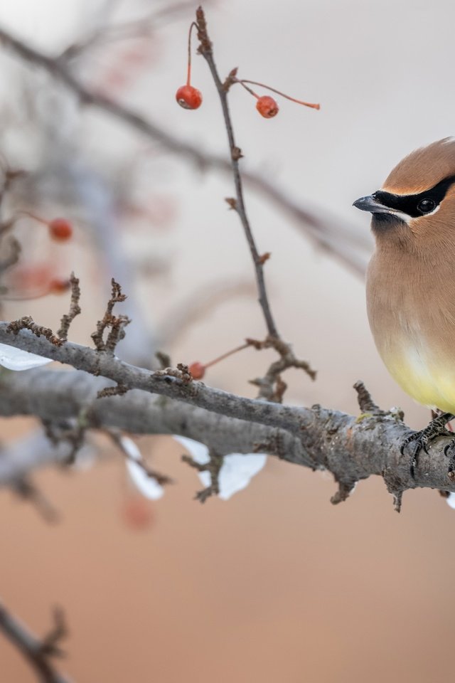 Обои снег, свиристель, дерево, зима, фон, ветки, птица, ягоды, боке, snow, the waxwing, tree, winter, background, branches, bird, berries, bokeh разрешение 3840x2160 Загрузить