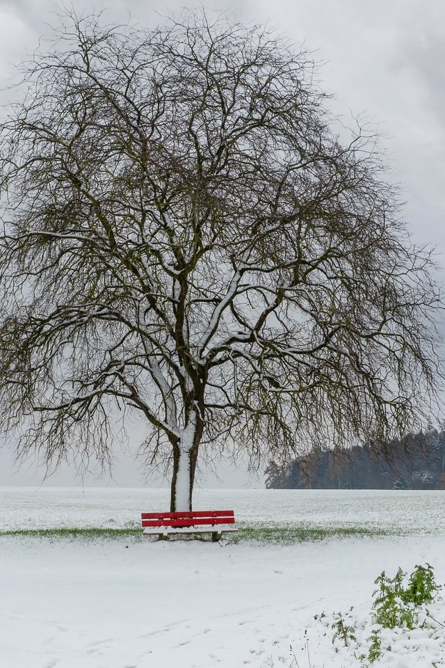 Обои снег, дерево, зима, поле, скамья, snow, tree, winter, field, bench разрешение 3840x2160 Загрузить
