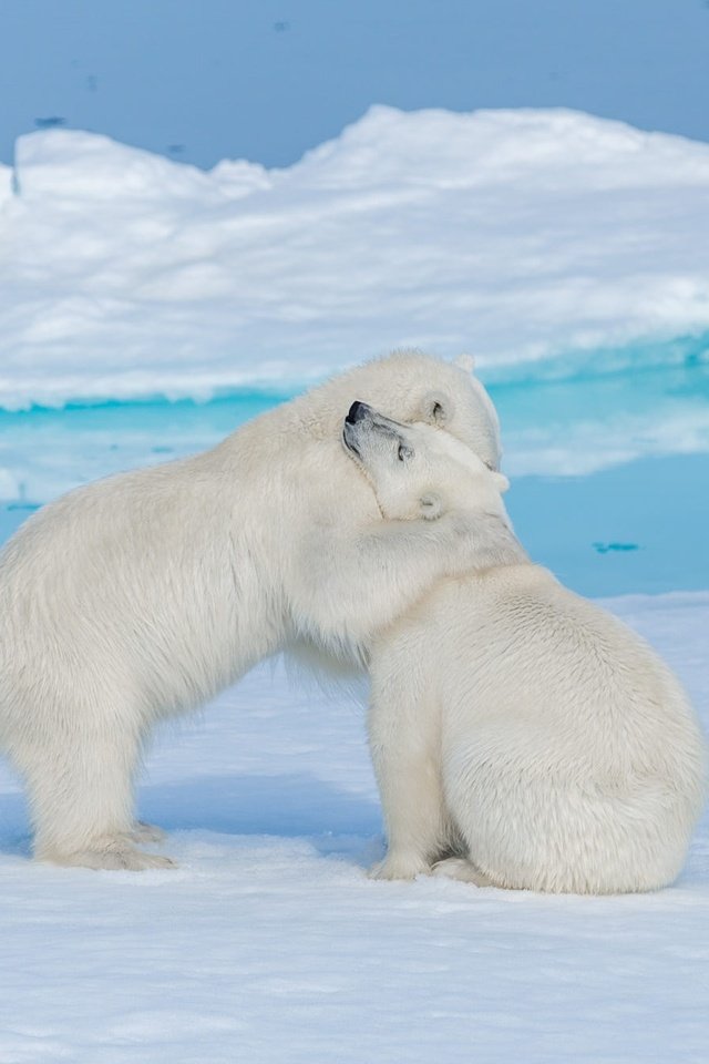 Обои снег, объятия, природа, медвежонок, медвежата, берег, зима, медведь, лёд, медведи, белый медведь, snow, hugs, nature, shore, winter, bear, ice, bears, polar bear разрешение 2000x1335 Загрузить