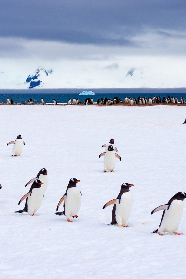 Поднимать пингвинов в антарктиде вакансии. Антарктический Пингвин. Команда пингвинов. Крылья пингвина. Антарктические пингвины части тела.