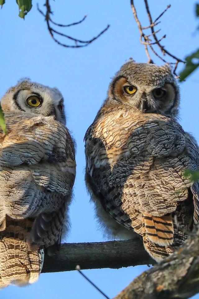 Обои сова, дерево, ветки, листва, взгляд, птицы, совы, две птицы, owl, tree, branches, foliage, look, birds, owls, two birds разрешение 2880x1920 Загрузить