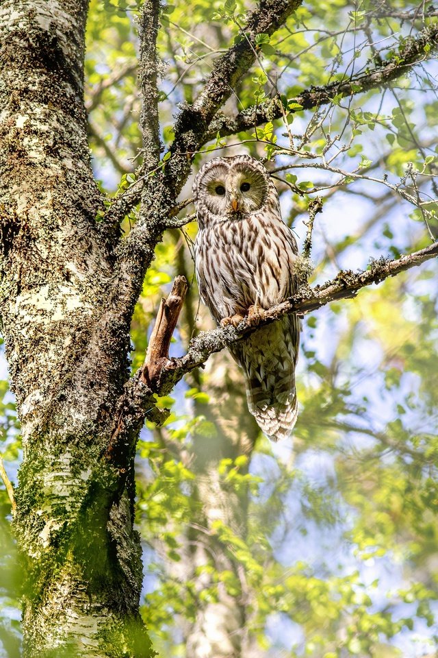 Обои сова, дерево, ветки, птица, неясыть, owl, tree, branches, bird разрешение 4000x2666 Загрузить