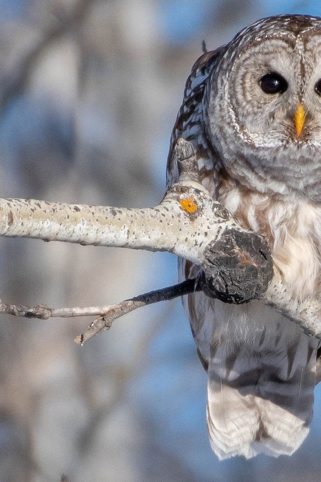 Обои сова, ветка, дерево, птица, береза, боке, пестрая неясыть, owl, branch, tree, bird, birch, bokeh, a barred owl разрешение 2048x1366 Загрузить