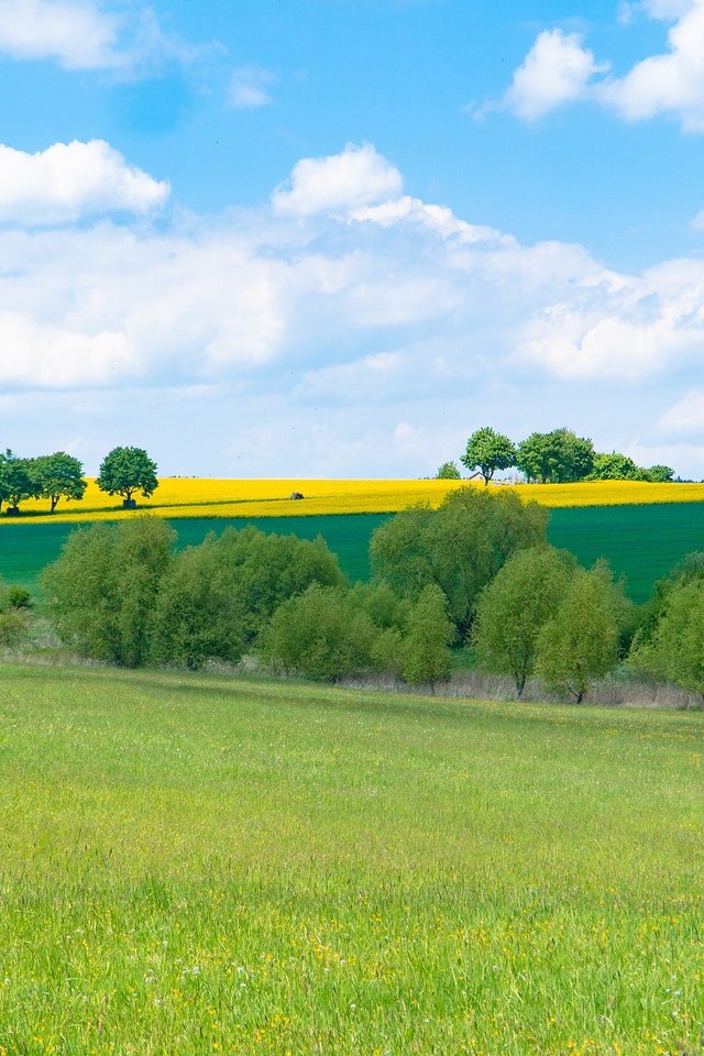 Обои трава, облака, деревья, поля, поле, кусты, лето, луг, grass, clouds, trees, field, the bushes, summer, meadow разрешение 3840x2160 Загрузить