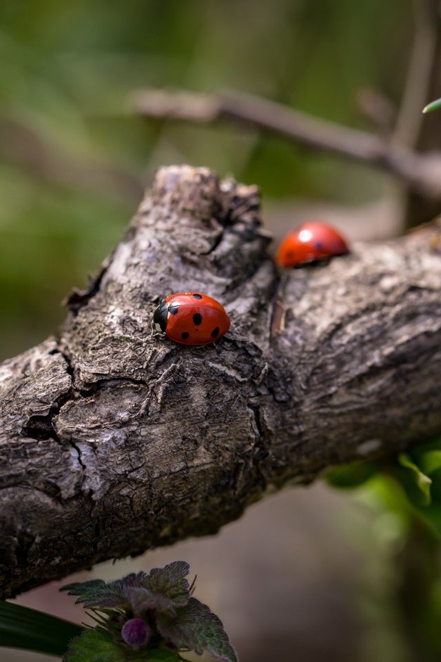 Обои ветка, божьи коровки, божья коровка, жуки, боке, branch, ladybugs, ladybug, bugs, bokeh разрешение 5472x3338 Загрузить