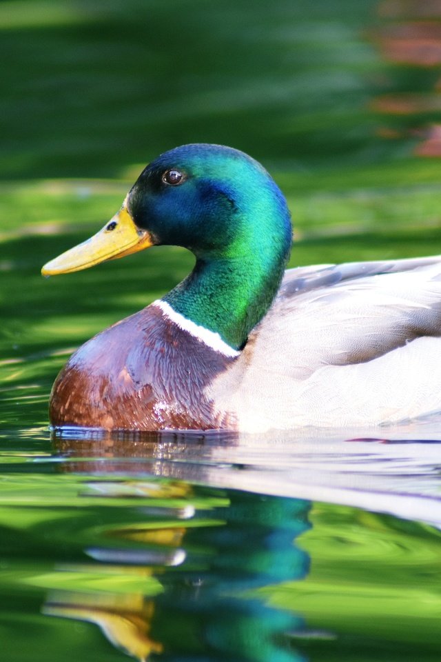 Обои вода, отражение, водоем, птица, плавание, утка, селезень, кряква, water, reflection, pond, bird, swimming, duck, drake, mallard разрешение 3840x2560 Загрузить