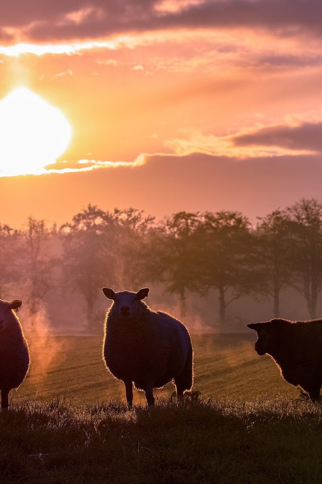 Обои закат, поле, силуэты, пастбище, овцы, овечки, sunset, field, silhouettes, pasture, sheep разрешение 3840x2160 Загрузить