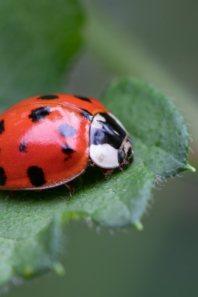 Обои жук, макро, фон, божья коровка, боке, beetle, macro, background, ladybug, bokeh разрешение 5851x3291 Загрузить