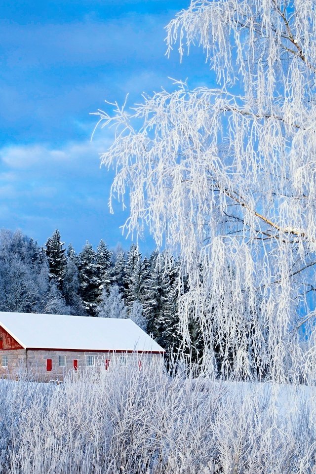 Обои снег, зима, зимний лес, snow, winter, winter forest разрешение 3056x1931 Загрузить