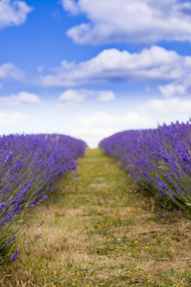Обои лаванда, lavender разрешение 5616x3744 Загрузить