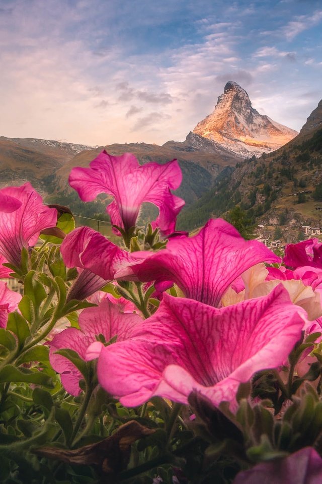 Обои цветы, гора, швейцария, долина, альпы, церматт, петунии, гора маттерхорн, flowers, mountain, switzerland, valley, alps, zermatt, petunias разрешение 2000x1333 Загрузить