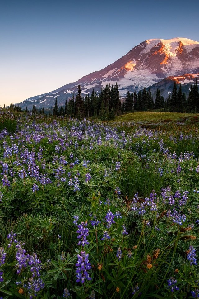 Обои цветы, горы, лес, люпины, flowers, mountains, forest, lupins разрешение 2048x1365 Загрузить