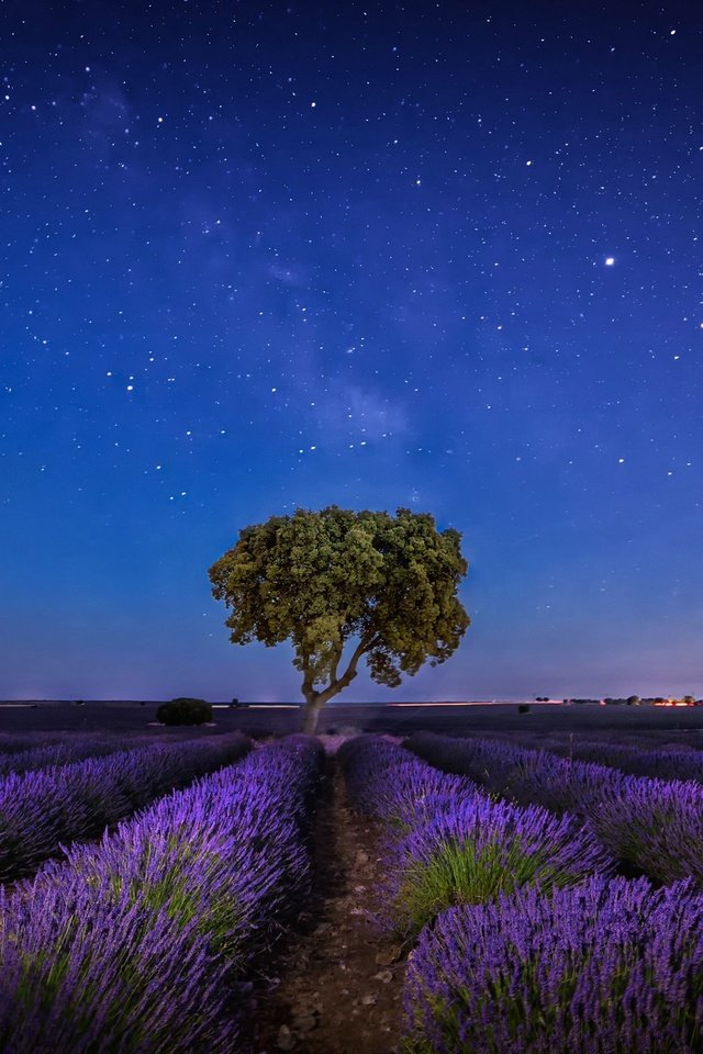 Обои небо, ночь, дерево, звезды, лаванда, плантация, the sky, night, tree, stars, lavender, plantation разрешение 2047x1280 Загрузить