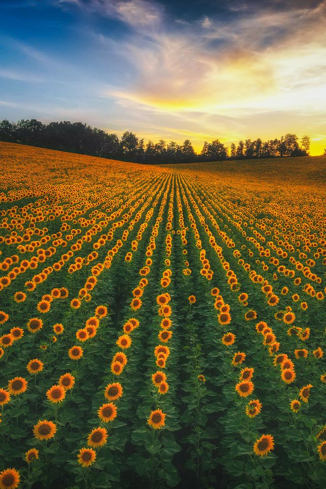 Обои небо, цветы, природа, закат, пейзаж, поле, подсолнухи, the sky, flowers, nature, sunset, landscape, field, sunflowers разрешение 4032x3024 Загрузить