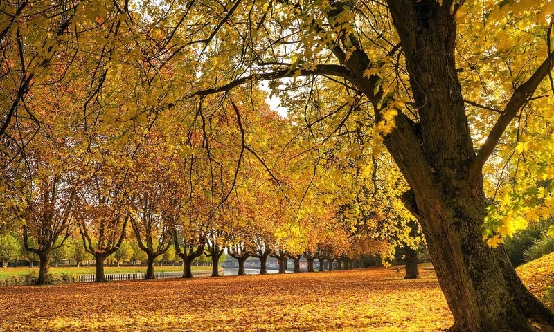 Обои трава, река, дерево, листья, осень, grass, river, tree, leaves, autumn разрешение 1920x1200 Загрузить