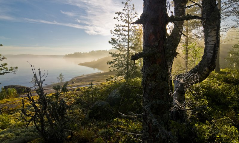 Обои лес, пейзаж, туман, залив, паутина, forest, landscape, fog, bay, web разрешение 1920x1200 Загрузить