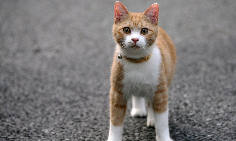 Обои кот, мордочка, усы, кошка, взгляд, асфальт, ошейник, cat, muzzle, mustache, look, asphalt, collar разрешение 1920x1536 Загрузить