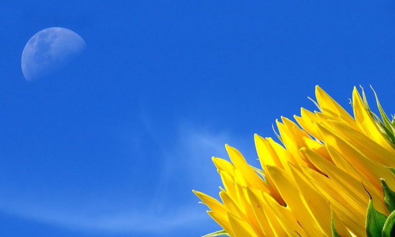 Обои небо, желтый, цветок, the sky, yellow, flower разрешение 1920x1440 Загрузить
