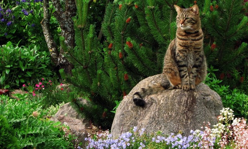 Обои трава, зелень, растения, кот, кошка, камень, кошак, grass, greens, plants, cat, stone, koshak разрешение 1920x1440 Загрузить