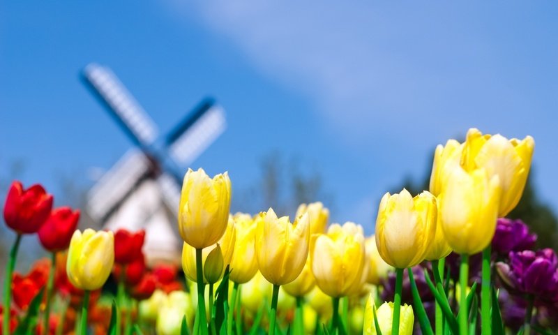 Обои небо, желтый, мельница, тюльпаны, the sky, yellow, mill, tulips разрешение 2560x1600 Загрузить