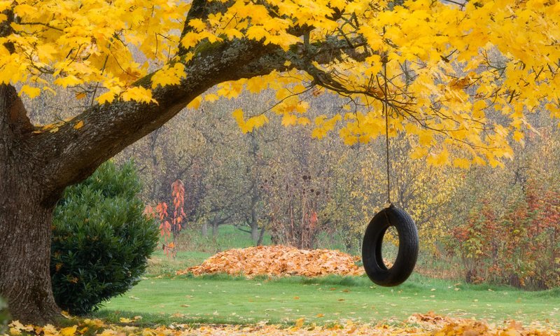 Обои листья, осень, колесо, leaves, autumn, wheel разрешение 1920x1080 Загрузить