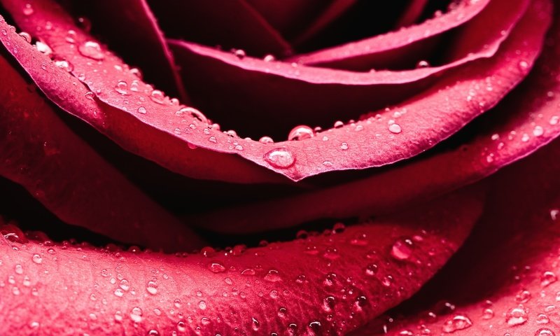 Обои роса, капли, роза, лепестки, rosa, drops, rose, petals разрешение 2560x1600 Загрузить