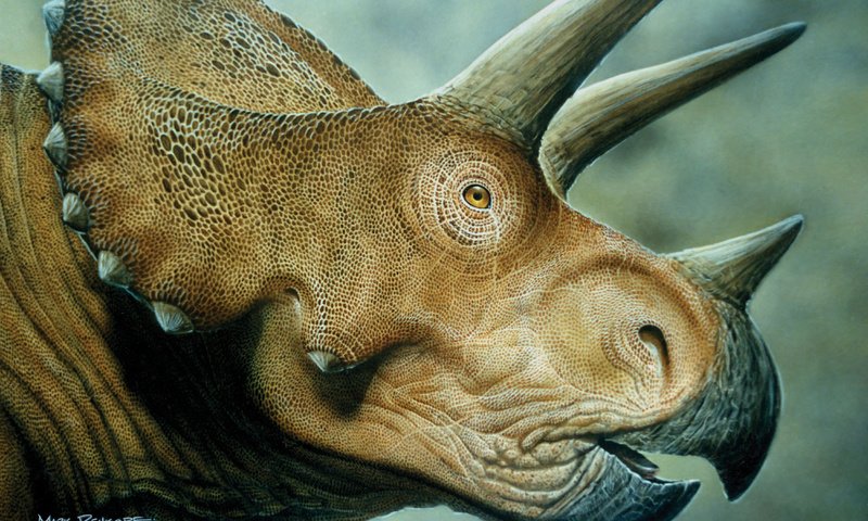 Обои динозавр, triceratops, мродаха, dinosaur, prodaja разрешение 4500x3000 Загрузить