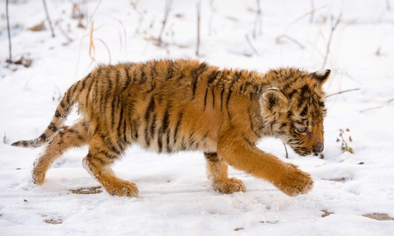 Обои тигр, снег, тигренок, малыш, tiger, snow, baby разрешение 1920x1200 Загрузить