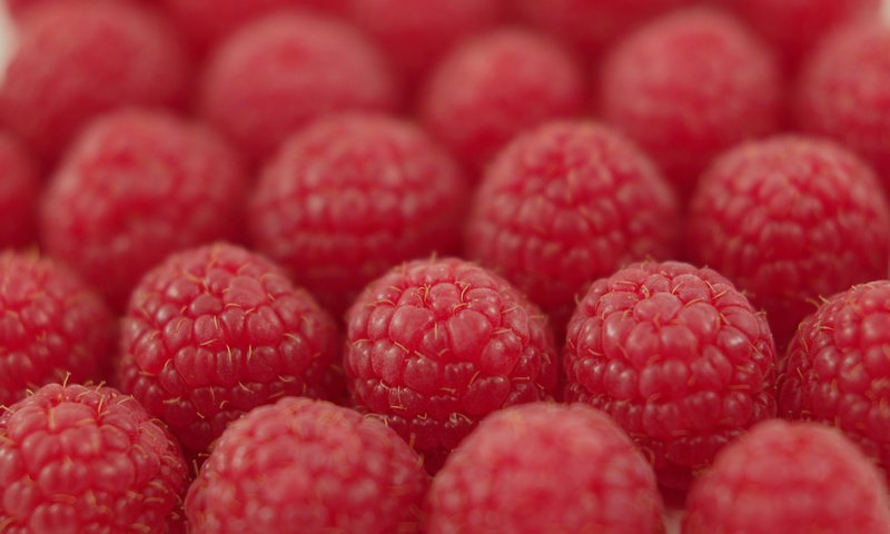 Обои малина, ягода, ряды, raspberry, berry, the ranks разрешение 3008x2000 Загрузить