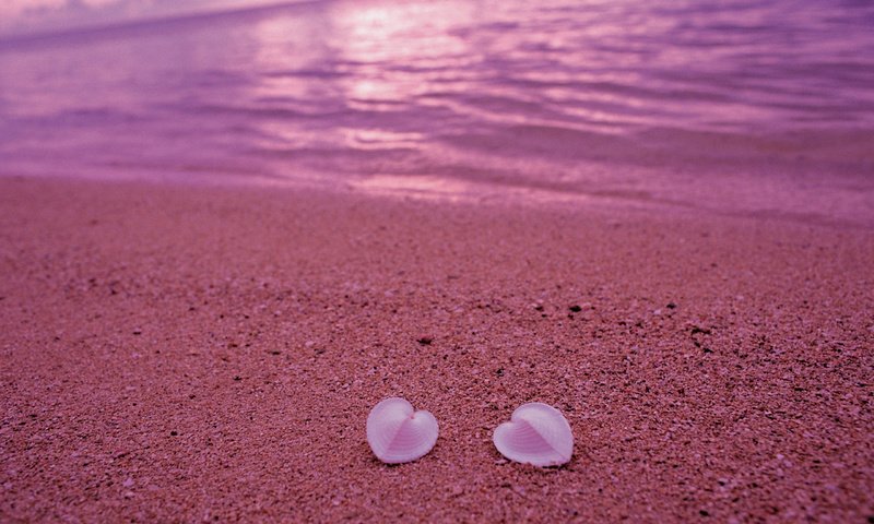 Обои берег, песок, пляж, сердце, ракушки, любовь, розовый, shore, sand, beach, heart, shell, love, pink разрешение 2560x1600 Загрузить