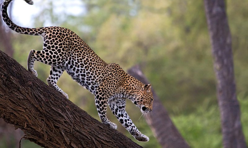 Обои дерево, леопард, tree, leopard разрешение 1920x1200 Загрузить